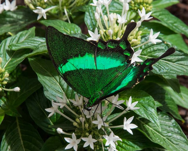 Green Butterfly Nature & MAIN