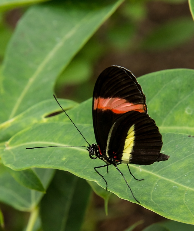 Nature - Butterfly 7