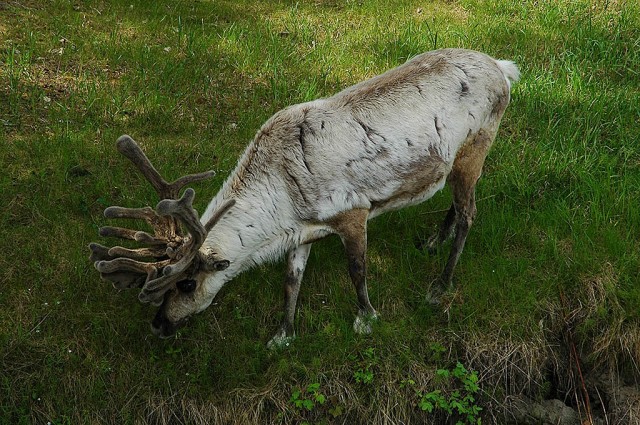 Wild Elk, not captive, Alaska May