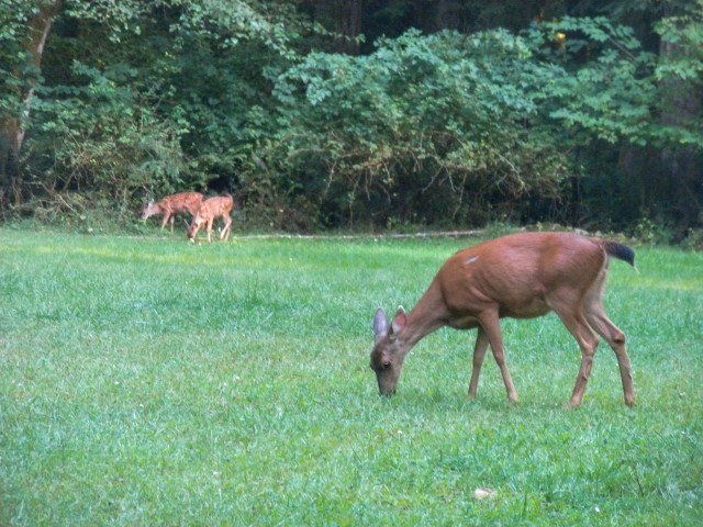 deer and fawns MAIN & WILD MAMMALS & PHOTOS & BLOG