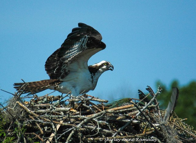Osprey 4 On Nest MAIN