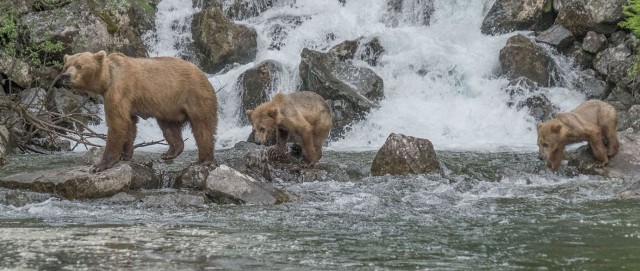 Bears at the falls panorama LPHOTO, MAIN, BLOG