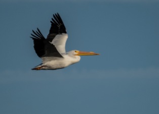 pelican in flight swbirds, main, blog, wvc